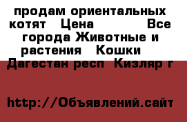 продам ориентальных котят › Цена ­ 5 000 - Все города Животные и растения » Кошки   . Дагестан респ.,Кизляр г.